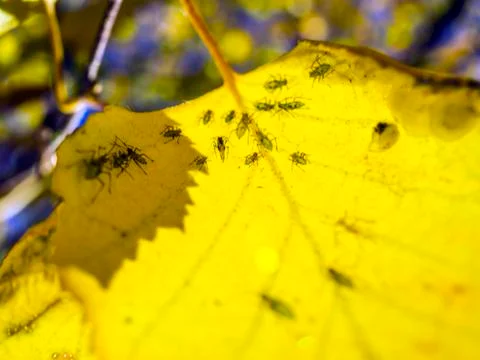 Natural background Stock Photos