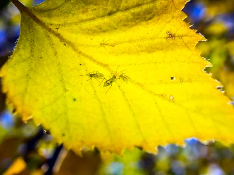 Natural background Stock Photos