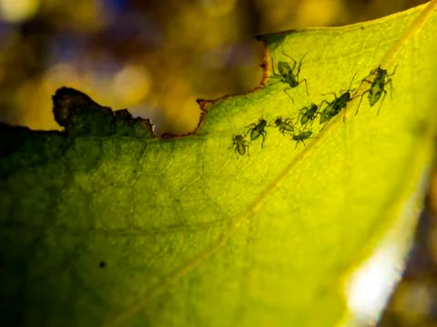 Natural background Foto stock