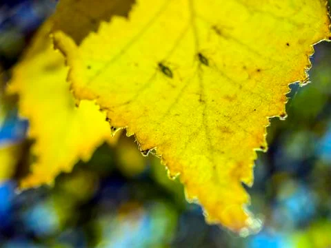 Natural background Foto stock