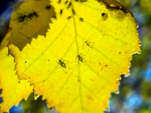 Natural background Stock Photos