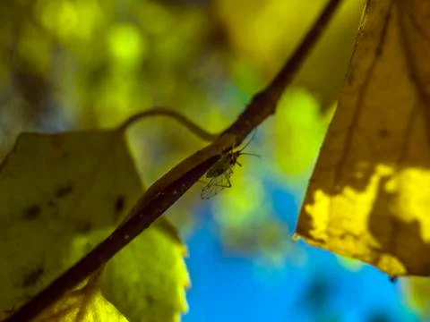 Natural background Stock Photos