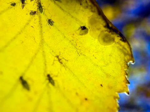 Natural background Stock Photos