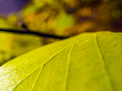 Natural background Foto stock