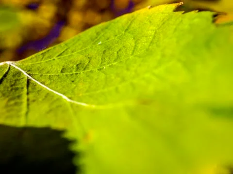 Natural background Foto stock