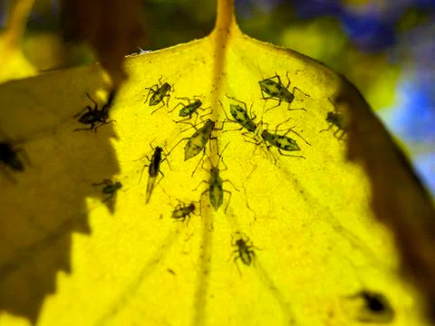 Natural background Stock Photos