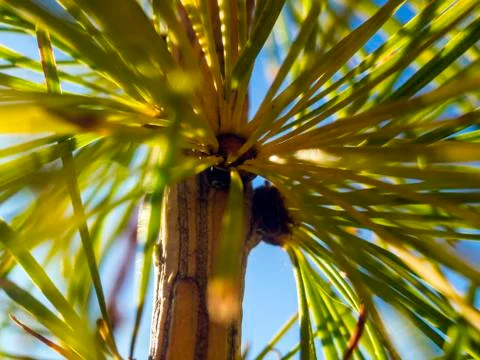 Natural background Foto stock