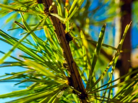 Natural background Stock Photos