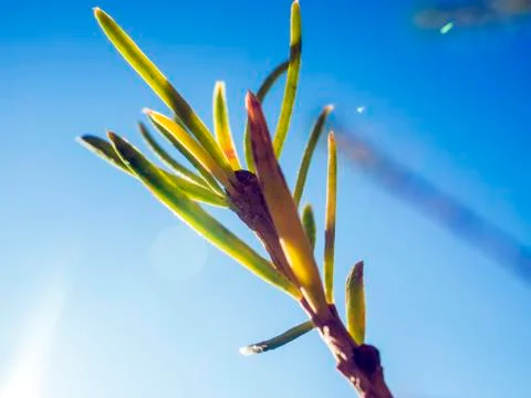 Natural background Stock Photos