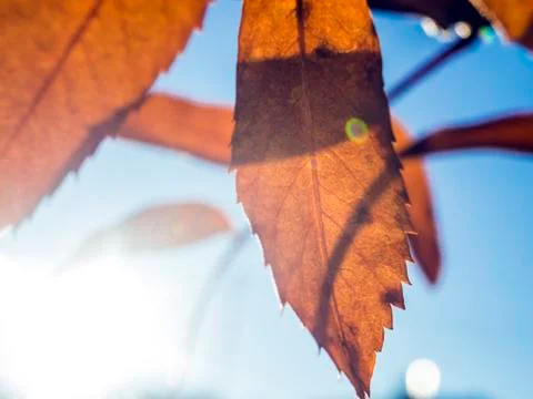Natural background Stock Photos