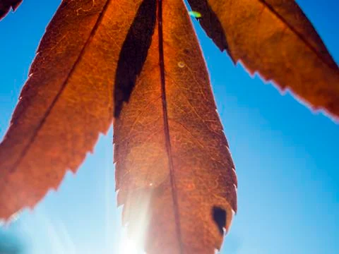 Natural background Stock Photos