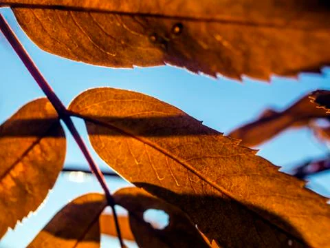Natural background Stock Photos
