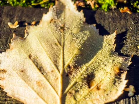 Natural background Stock Photos