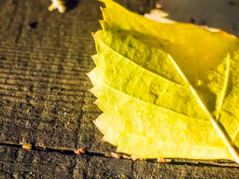 Natural background Stock Photos