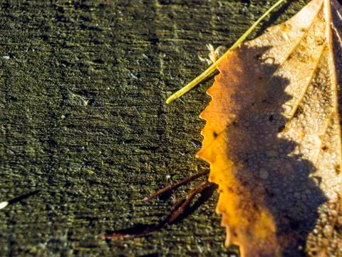 Natural background Stock Photos