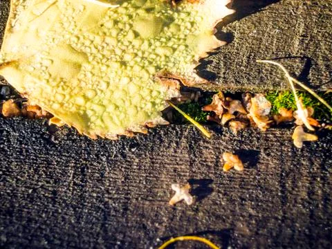 Natural background Stock Photos