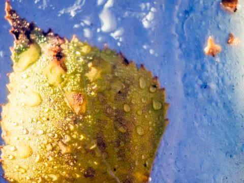 Natural background Stock Photos