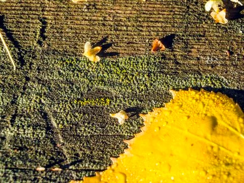 Natural background Foto stock