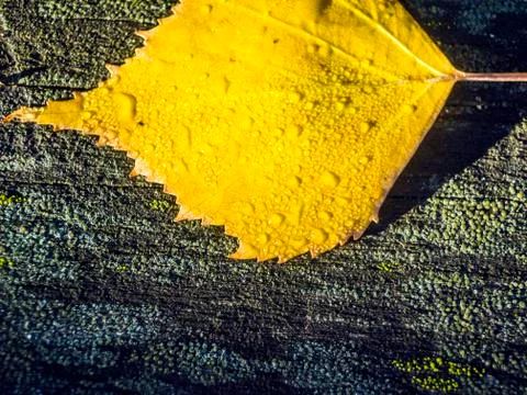 Natural background Stock Photos