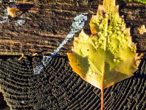 Natural background Stock Photos