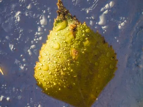 Natural background Stock Photos