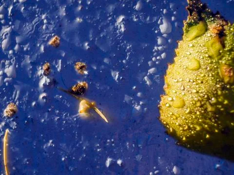 Natural background Foto stock