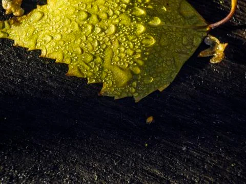 Natural background Stock Photos