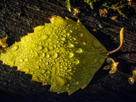 Natural background Stock Photos