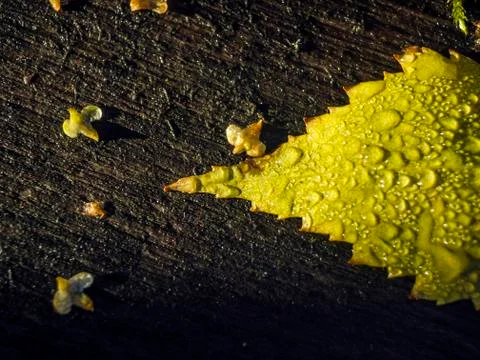 Natural background Stock Photos