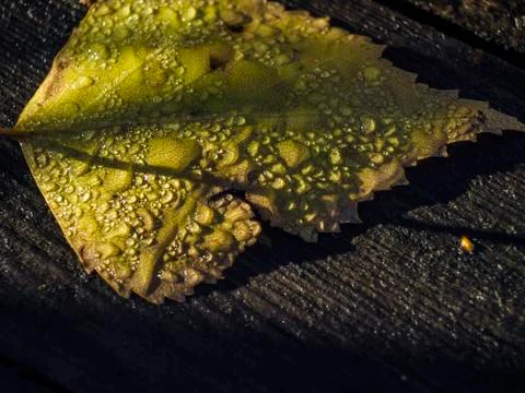 Natural background Foto stock