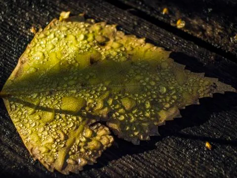 Natural background Stock Photos