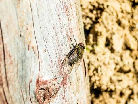Natural background Stock Photos