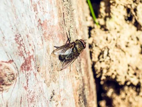 Natural background Foto stock