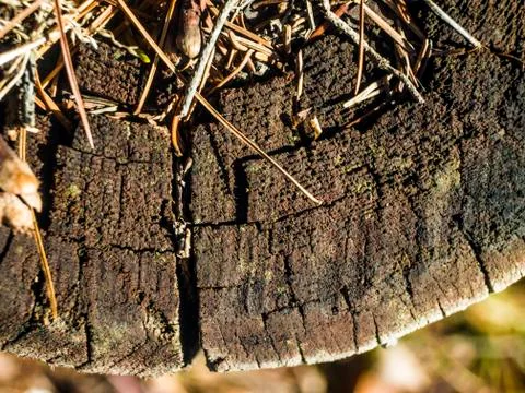 Natural background Stock Photos