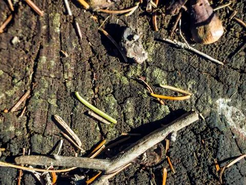 Natural background Stock Photos