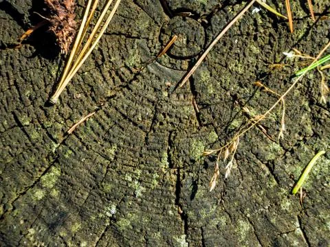 Natural background Stock Photos