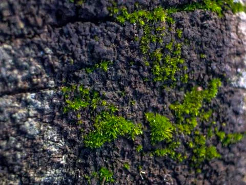 Natural background Stock Photos