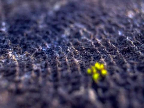 Natural background Stock Photos