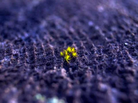 Natural background Foto stock