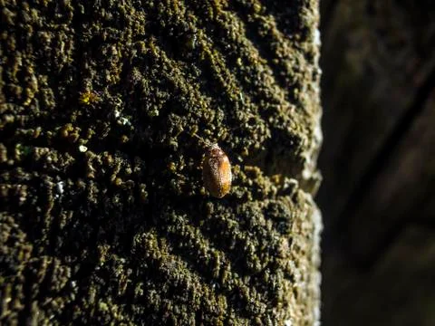 Natural background Stock Photos