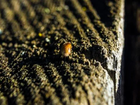 Natural background Foto stock