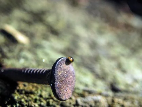 Natural background Stock Photos