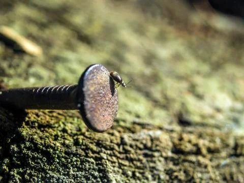 Natural background Stock Photos