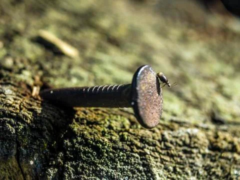 Natural background Stock Photos