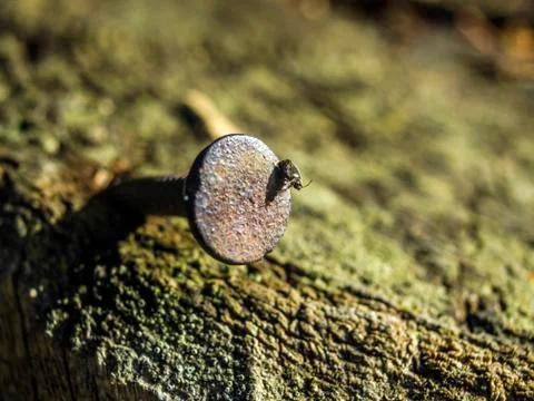 Natural background Stock Photos