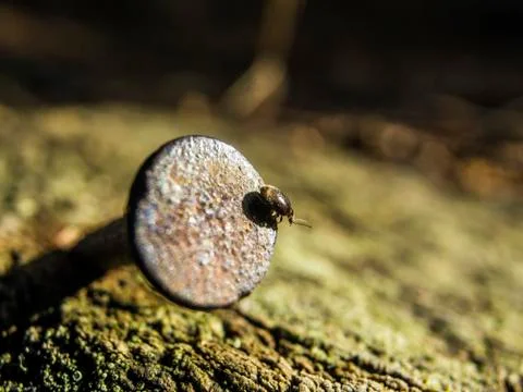 Natural background Stock Photos