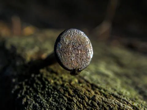 Natural background Stock Photos