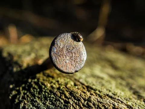 Natural background Stock Photos