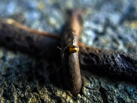 Natural background Foto stock