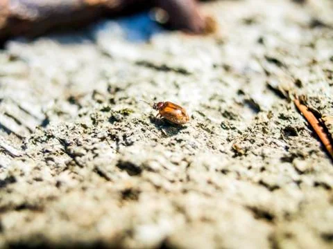 Natural background Stock Photos